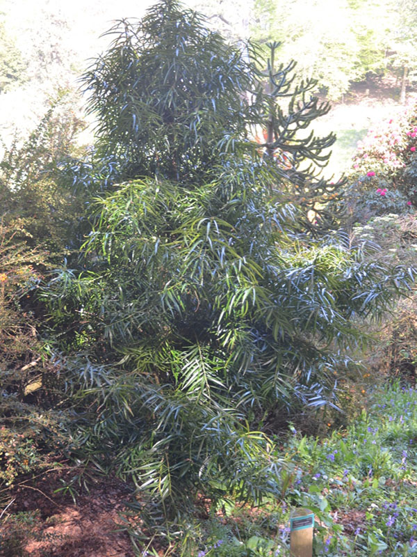 Podocarpus henkeli, form, Trebah Garden Trust, Mawnan Smith, Falmouth, Cornwall, United Kingdom.