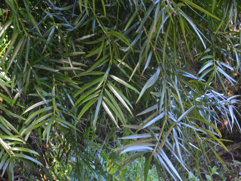 Podocarpus henkeli, leaf, Trebah Garden Trust, Mawnan Smith, Falmouth, Cornwall, United Kingdom.