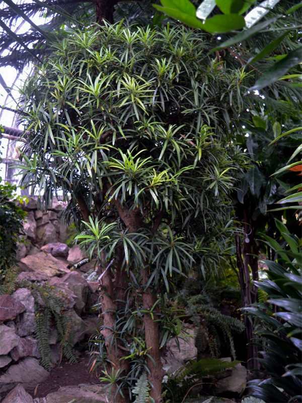 Podocarpus macrophyllus 'Maki', Form, Centennial Conservatory, Thunder Bay, Ontario, Canada.