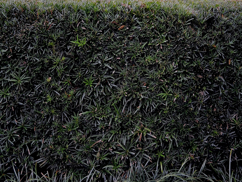 Podocarpus macrophyllus 'Maki', grown as a hedge, Harry P. Leu Gardens, Orlando, Florida, United States of America.