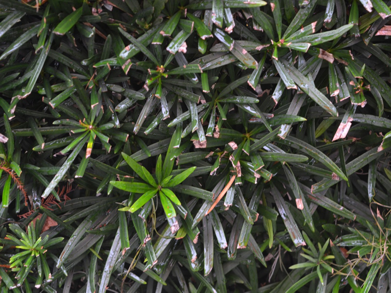 Podocarpus macrophyllus 'Maki', Leaf, Harry P. Leu Gardens, Orlando, Florida, United States of America.