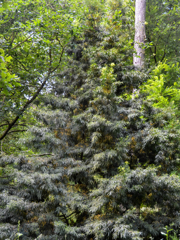 Podocarpus salignus, form, Westonbirt, The National Arboretum, Tetbury, Gloucestershire, England.