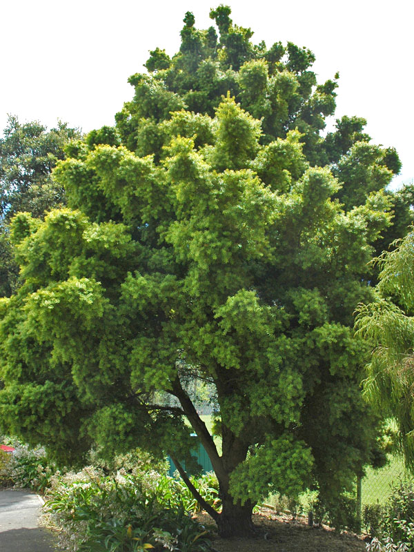 Podocarpus-totara-Aurea-form.jpg