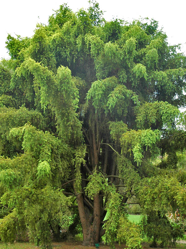 Podocarpus-totara-Pendula-form.jpg
