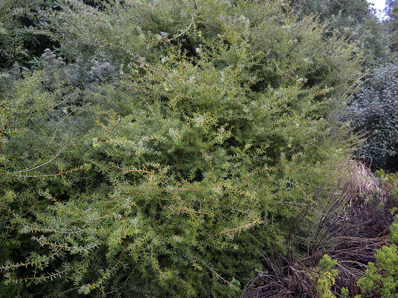 Podocarpus totara, form. Wakehurst Place, Ardingly, Haywards Heath, Sussex, England. 25/10/2019.