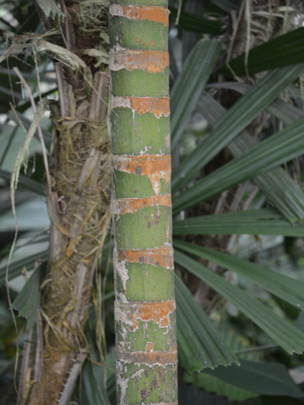 Polyandrococos caudescens, bark, Queen Sirikit Botanic Garden, Mae Rim District, Chiang Mai Province, Thailand.