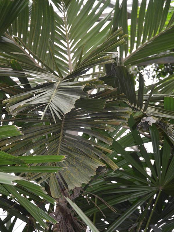 Polyandrococos caudescens, form, Queen Sirikit Botanic Garden, Mae Rim District, Chiang Mai Province, Thailand.