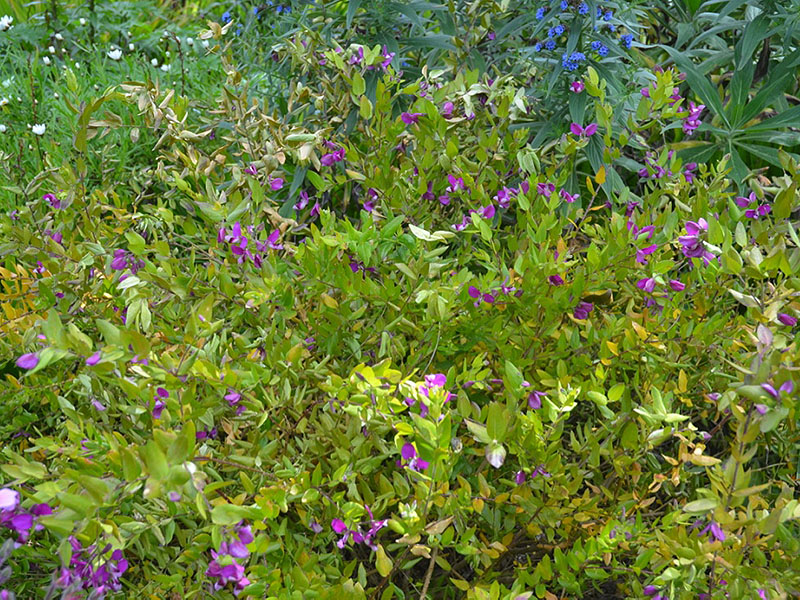 Polygala myrtifolia, form. Tresco Abbey Garden, Tresco, Isles of Scilly, United Kingdom. 