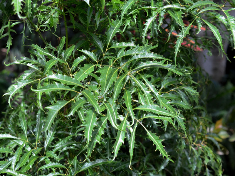 Polyscias fruticosa, Leaf.