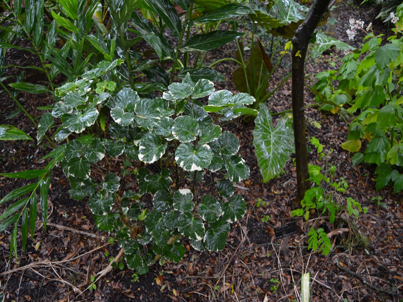 Polyscias scutellaria 'Balfourii', Harry P. Leu Gardens, Orlando, Florida, United States of America.
