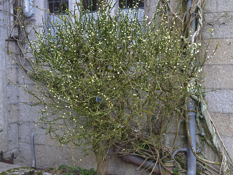 Poncirus trifoliata, form. Lanhydrock House and Garden, Bodmin, Cornwall, United Kingdom. 