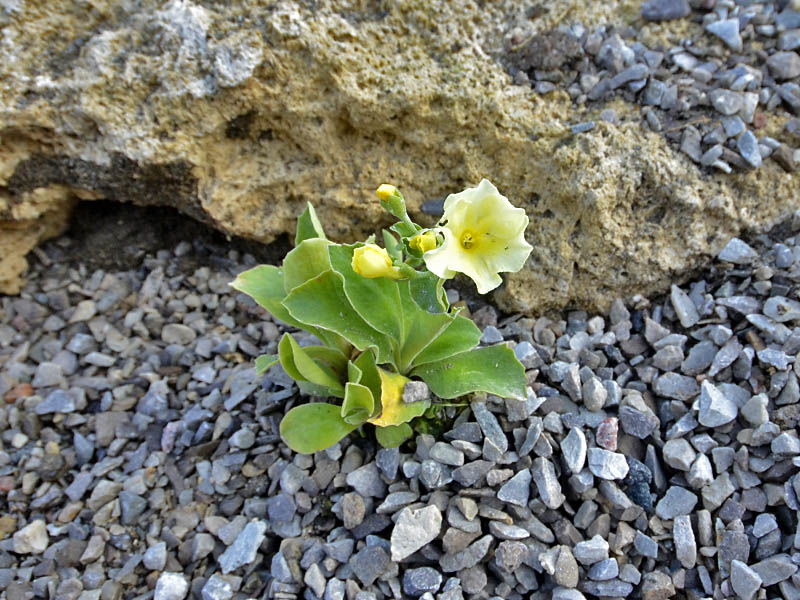 Primula-pubescens-x-Kath-Dryden-form.jpg