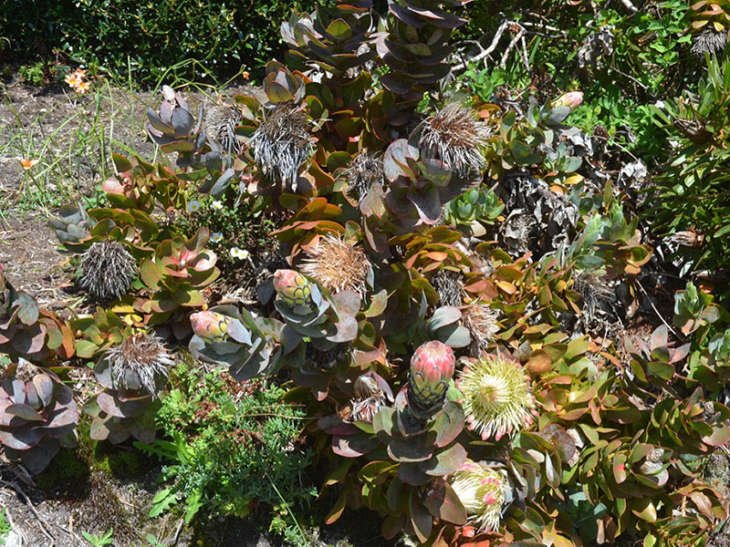 Protea eximia, form. Tresco Abbey Garden, Tresco, Isles of Scilly, United Kingdom. 