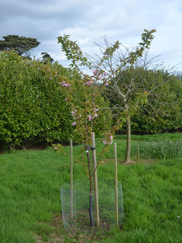 Prunus 'Daikoku', form, Caerhays Castle, Goran, Cornwall, United Kingdom.
