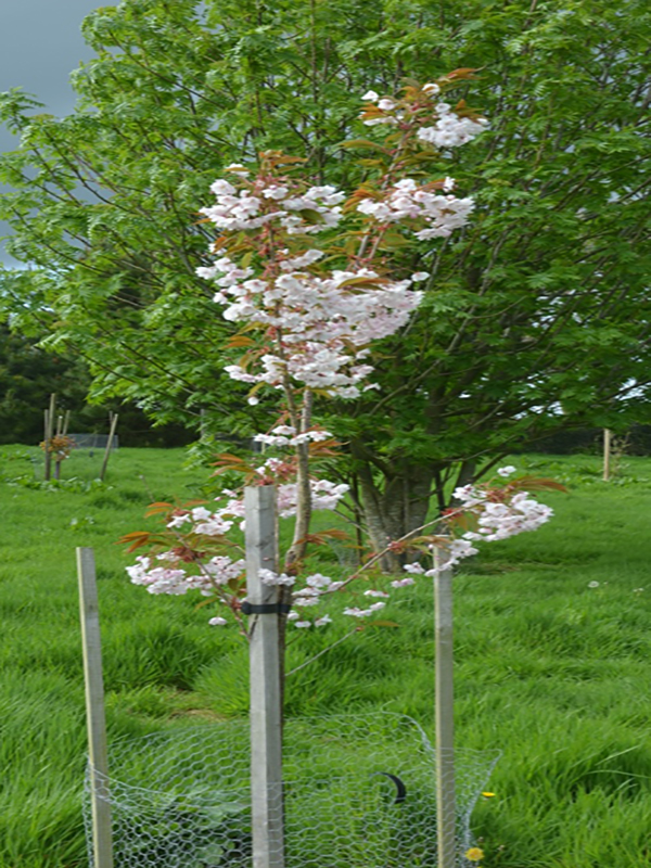 Prunus 'Horinji', form, Caerhays Castle, Goran, Cornwall, United Kingdom.