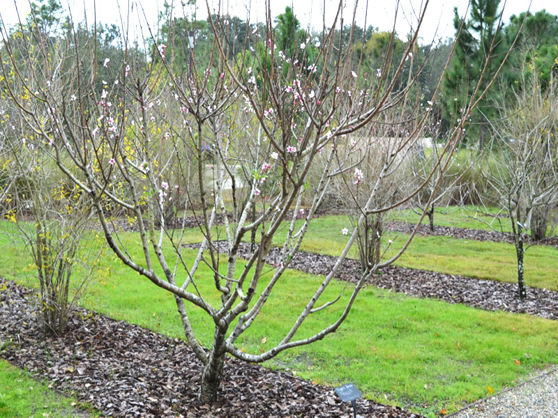 Prunus persica, form. Bok Tower Gardens, Lake Wales, Florida, United States of America.