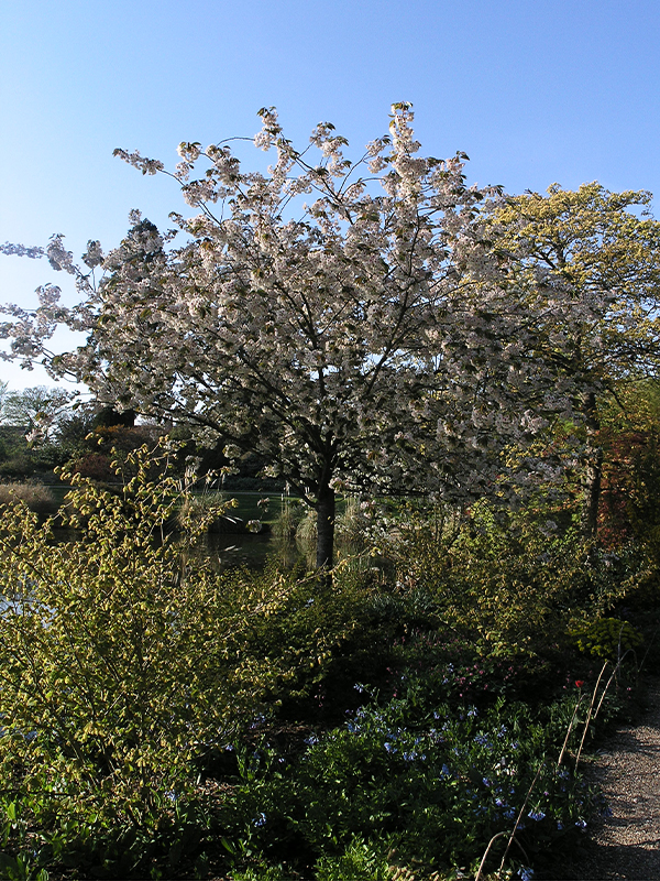 Prunus-Ukon-form.jpg