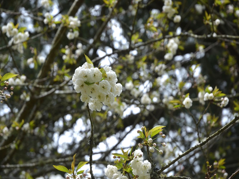 Prunus avium ‘Plena’, flower. National Trust Trelissick Garden, Feock, near Truro, Cornwall, United Kingdom.