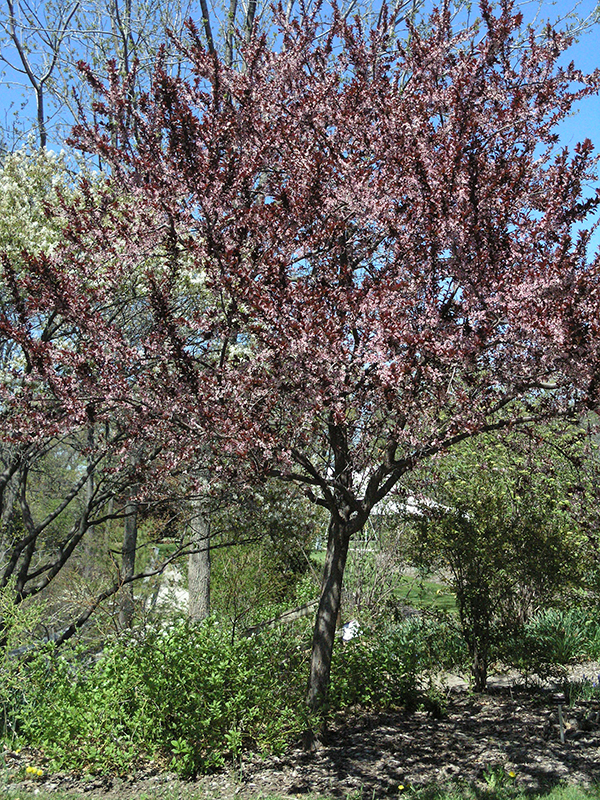 Prunus-cerasifera-Newport-form.jpg