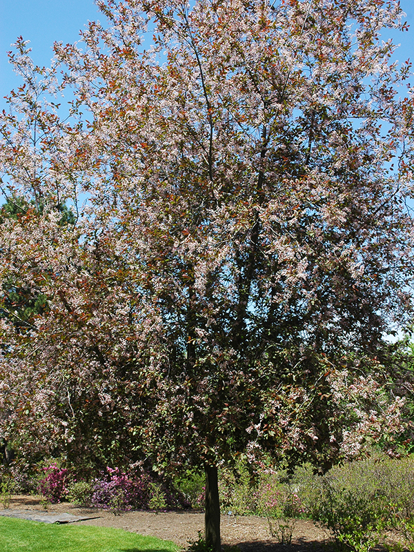 Prunus-padus-Colorata-form.jpg