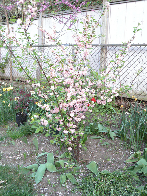 Prunus-triloba-Multiplex-frm-1.jpg