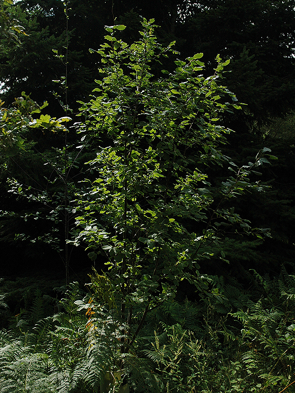Prunus-virginiana-var-melanocarpa-form.jpg