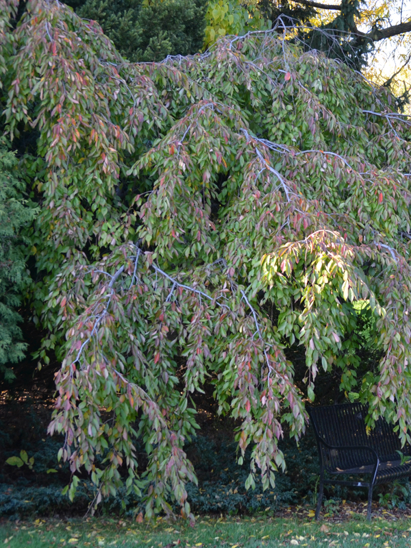 Prunus-x-yedoensis-Ivensii-RBG-frm-1.JPG