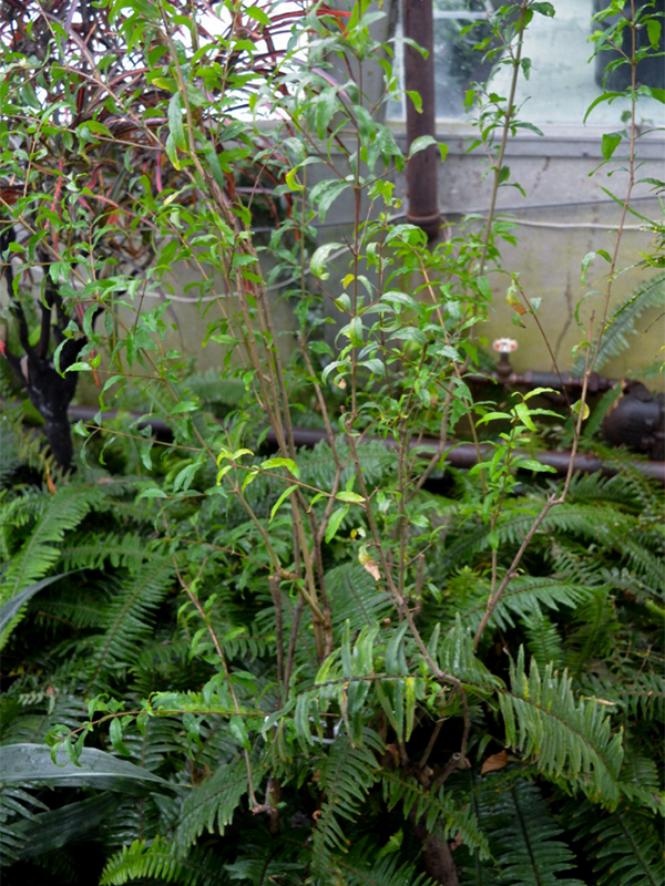 Punica granatum, form. Centennial Conservatory, Thunder Bay, Ontario, Canada.