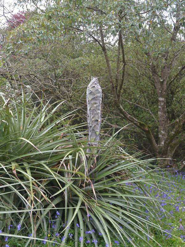 Puya chilensis, form, Trebah Gardens, Mawnan Smith, Falmouth, Cornwall, United Kingdom.