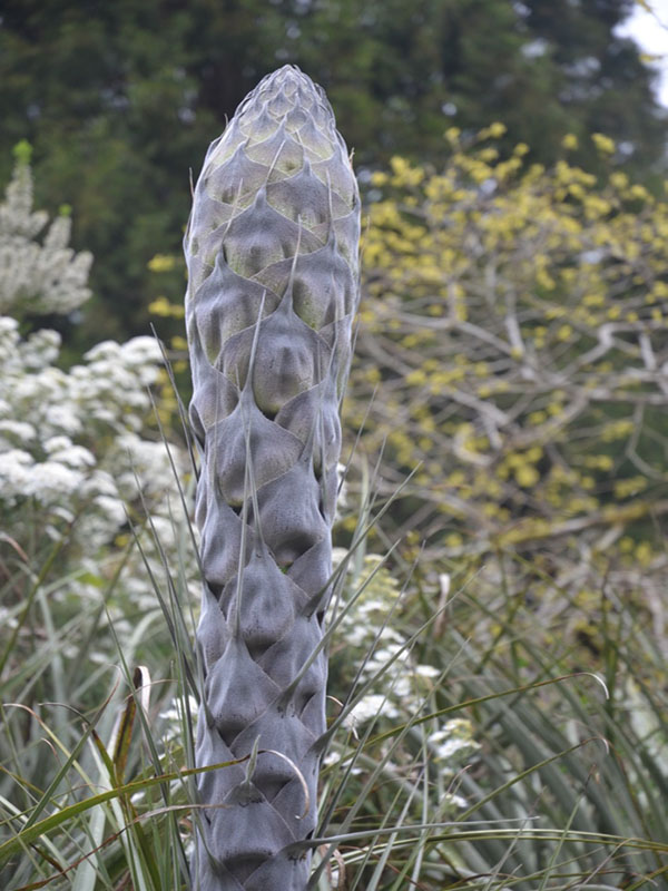 Puya chilensis, flower bud, Trebah Gardens,  Mawnan Smith, Falmouth, Cornwall, United Kingdom.