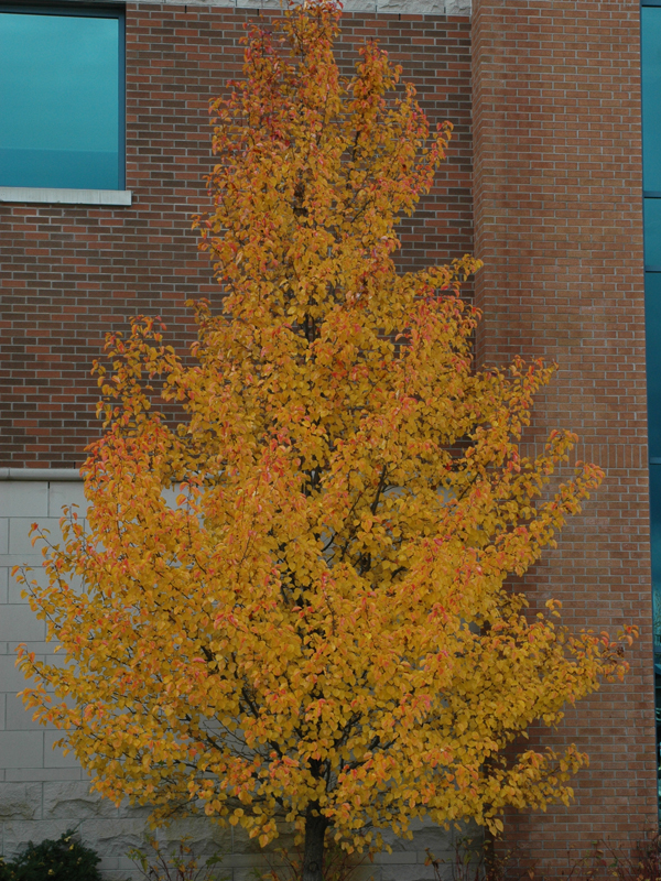 Pyrus calleryana 'Chanticleer Glens Form', fall,  Gardens of Fanshawe College, London, Ontario. 