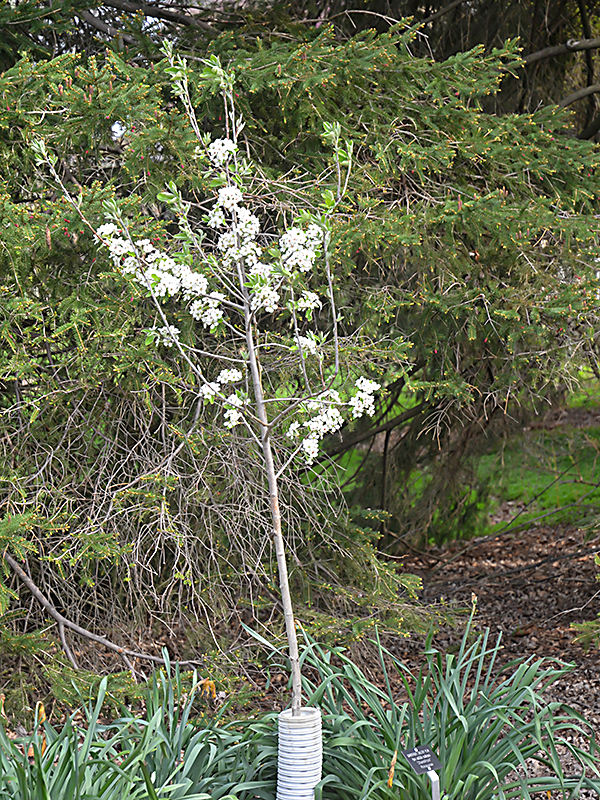 Pyrus-salicifolia-x-calleryana-Chantifrost-cuddy-frm.jpg
