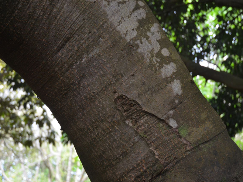 Quercus acuta, bark, Caerhays Castle, Goran, Cornwall, United Kingdom.
