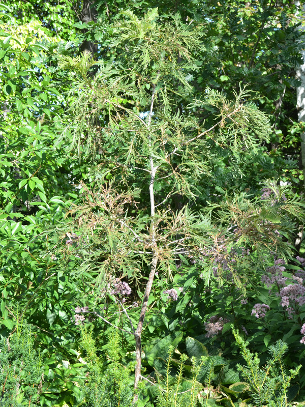 Quercus-dentata-Pinnatifida-cd-frm-1.jpg