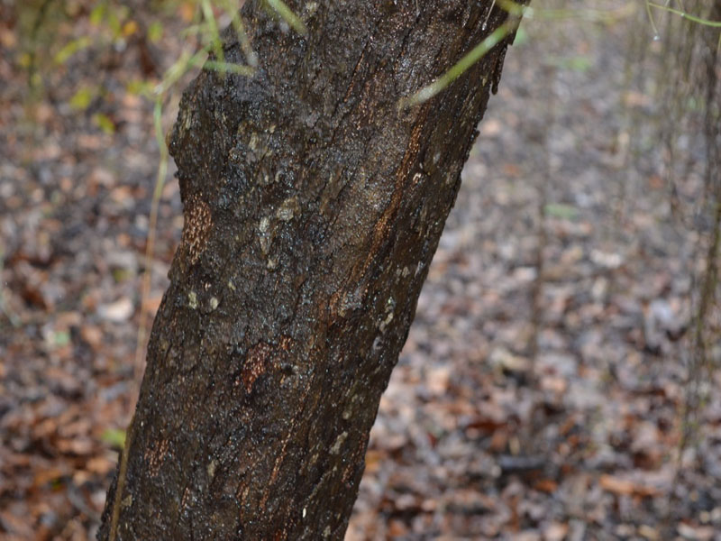 Quercus glaucoides, bark, Harry P. Leu Gardens, Orlando, Florida, United States of America.