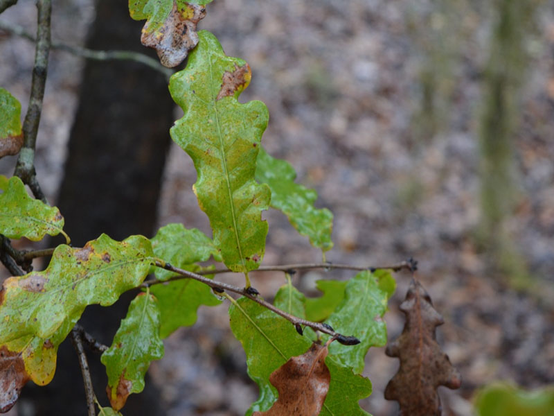 Quercus glaucoides, leaf, Harry P. Leu Gardens, Orlando, Florida, United States of America.