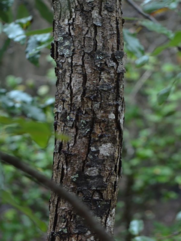 Quercus polymorpha, stem, Harry P. Leu Gardens, Orlando, Florida, United States of America.