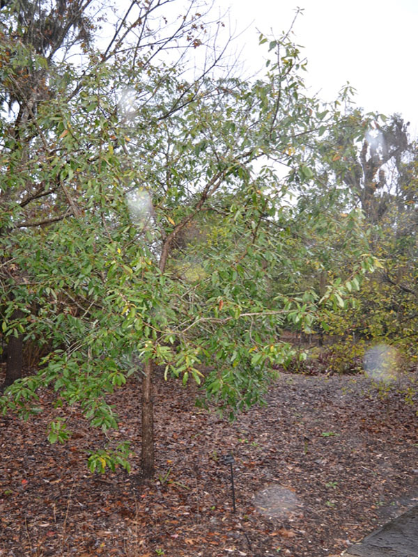Quercus polymorpha, form, Harry P. Leu Gardens, Orlando, Florida, United States of America.