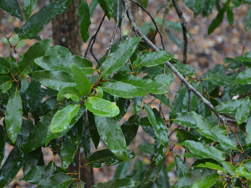 Quercus polymorpha, leaf, Harry P. Leu Gardens, Orlando, Florida, United States of America.