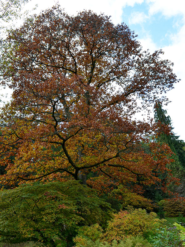 Quercus rubra, form. Stourhead Gardens, Wiltshire, United Kingdom. 19/10/2019.