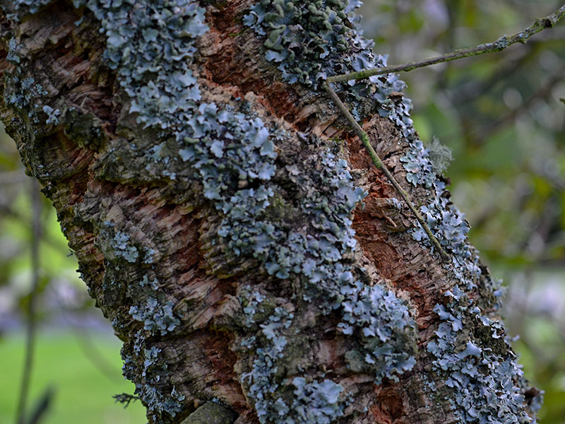 Quercus suber, bark. Lanhydrock Gardens, England, Cornwall. 16/10/2019.