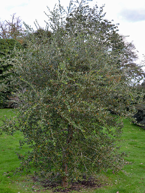Quercus suber, form. Lanhydrock Gardens, England, Cornwall. 16/10/2019.