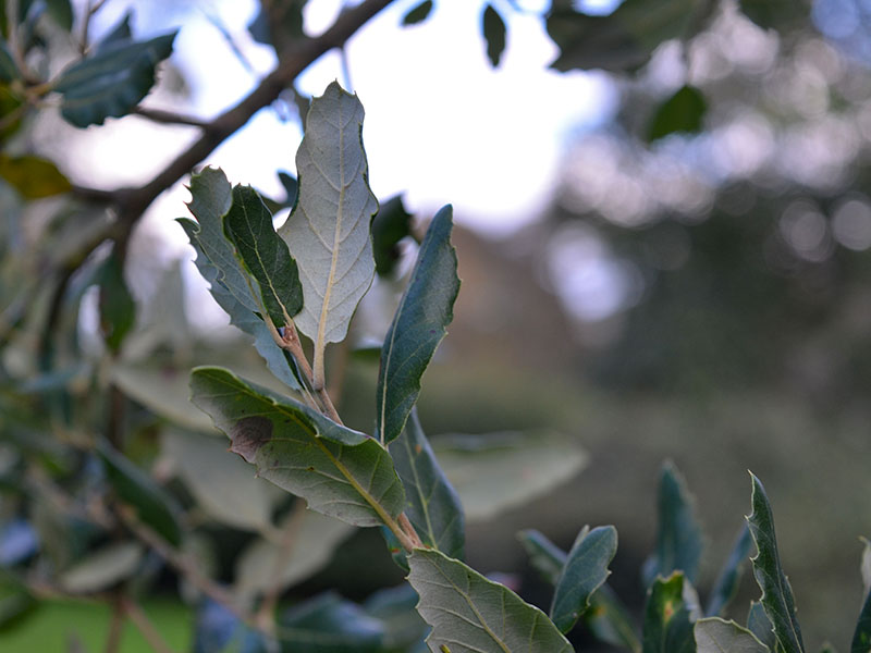 Quercus suber, leaf. Lanhydrock Gardens, England, Cornwall. 16/10/2019.