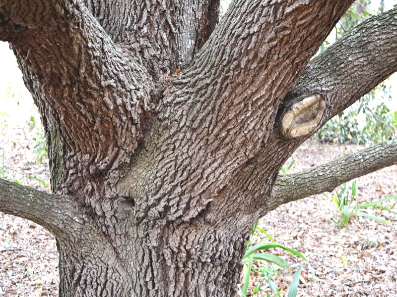 Quercus vriginiana, bark, Bok Tower Gardens, Lake Wales, Florida, United States of America. 