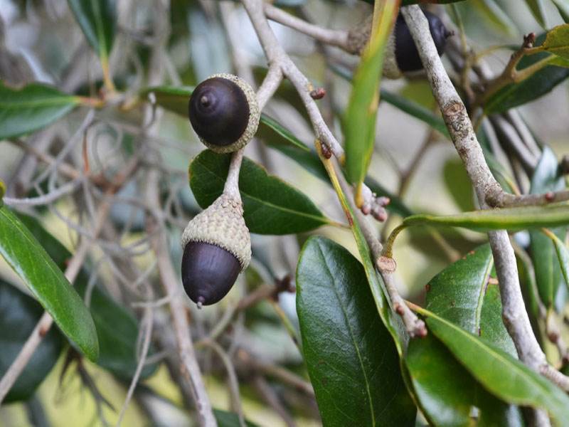 Quercus vriginiana, fruit, Bok Tower Gardens, Lake Wales, Florida, United States of America. 