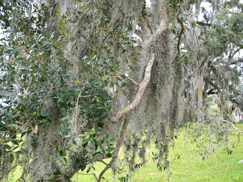 Quercus vrigniana, form, Bok Tower Gardens, Lake Wales, Florida, United States of America. 