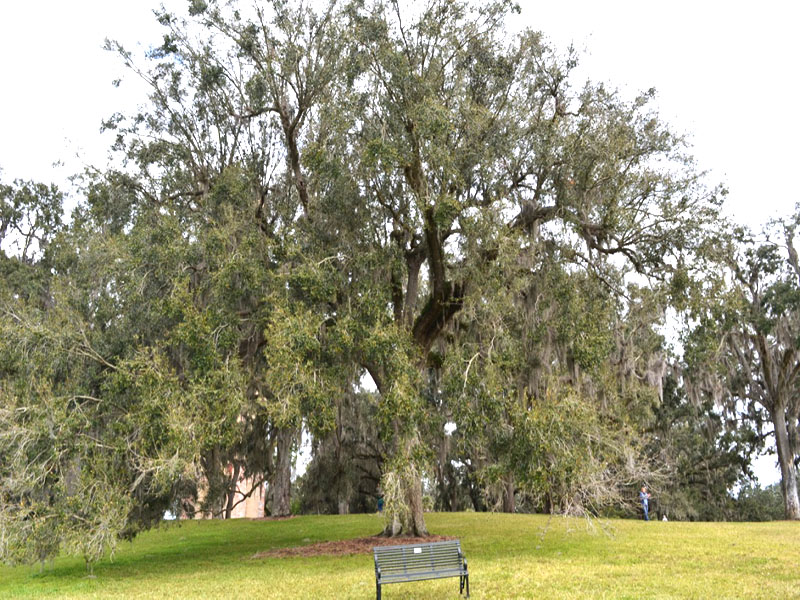 Quercus vriginiana, form, Bok Tower Gardens, Lake Wales, Florida, United States of America. 