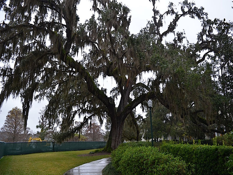 Quercus vriginiana, form, Harry P. Leu Gardens, Orlando, Florida, United States of America.