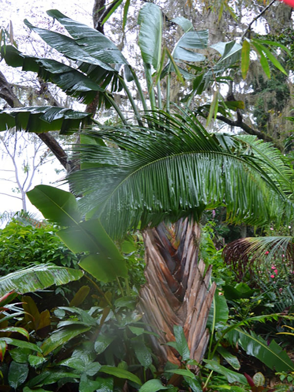 Ravenala madagascriensis, form, Harry P. Leu Gardens, Orlando, Florida, United States of America.