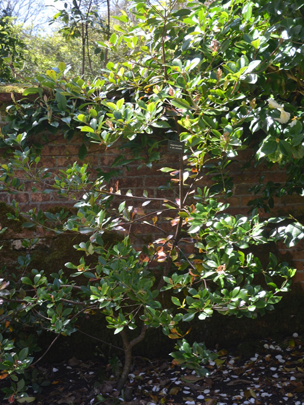 Rhaphiolepis × delacourii, form, Trengwainton Garden, Madron, near Penzance, Cornwall, United Kingdom. 